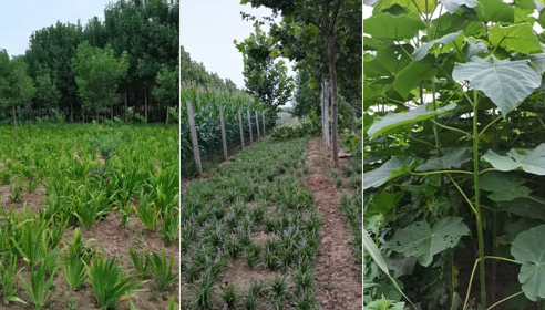 如何確定河南白蠟苗的施肥量？