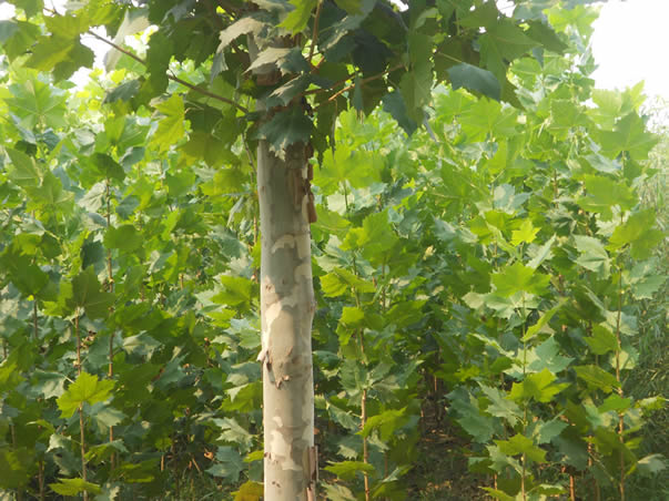 法桐苗木種植前應(yīng)做哪些修剪工作