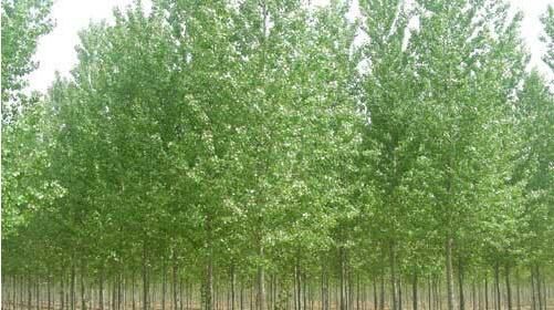 種植河南白蠟苗的養(yǎng)護(hù)方法你了解多少？